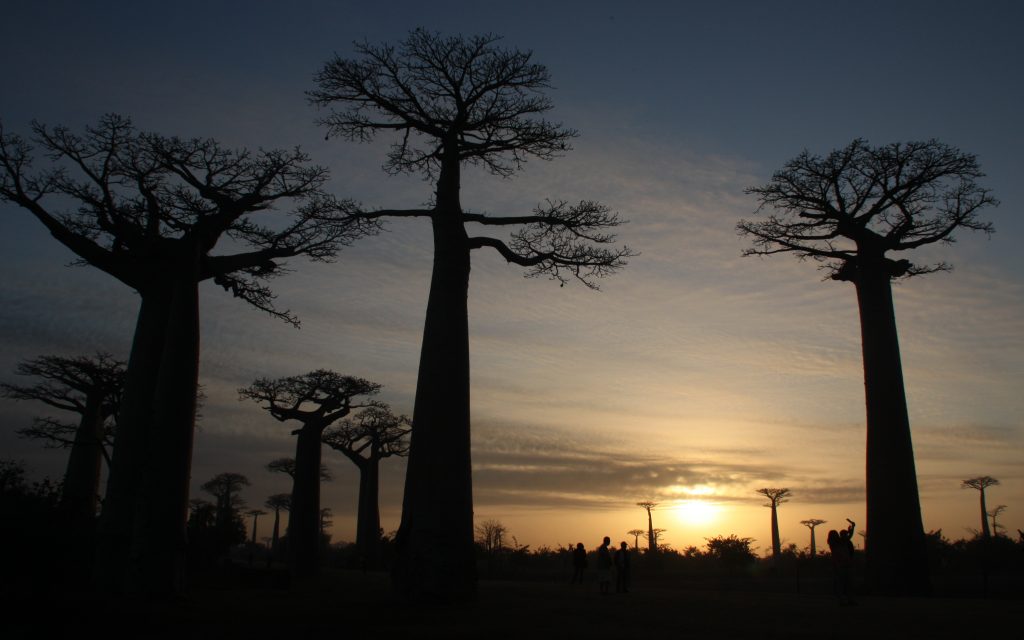 Baobab Morondava
