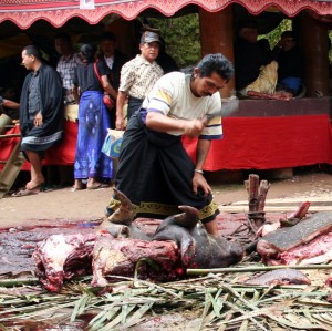 2013-08-06 (Toraja sacrifici)                  