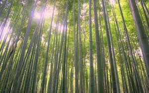 2015-08-11 (bosc bambu Arashiyama)     