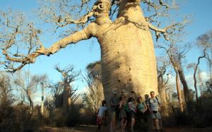 2017-07-28 (amb amics a un baobab gegant)