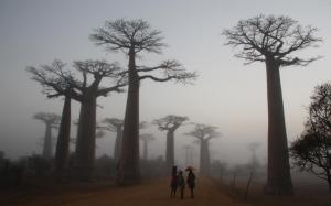 2017-08-03 (boira a l'avinguda dels baobabs)