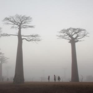2017-08-03 (gent i boira als baobabs)