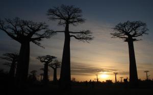 2017-08-03 (surt el sol a l'avinguda dels baobabs)