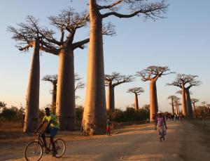 2017-08-05 (avinguda dels baobabs)